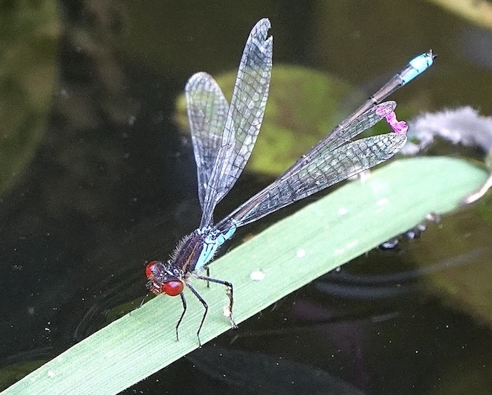 small red-eyed damselfly
